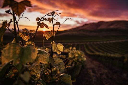 Cómo saber si un Vino es Natural: La Guía Definitiva