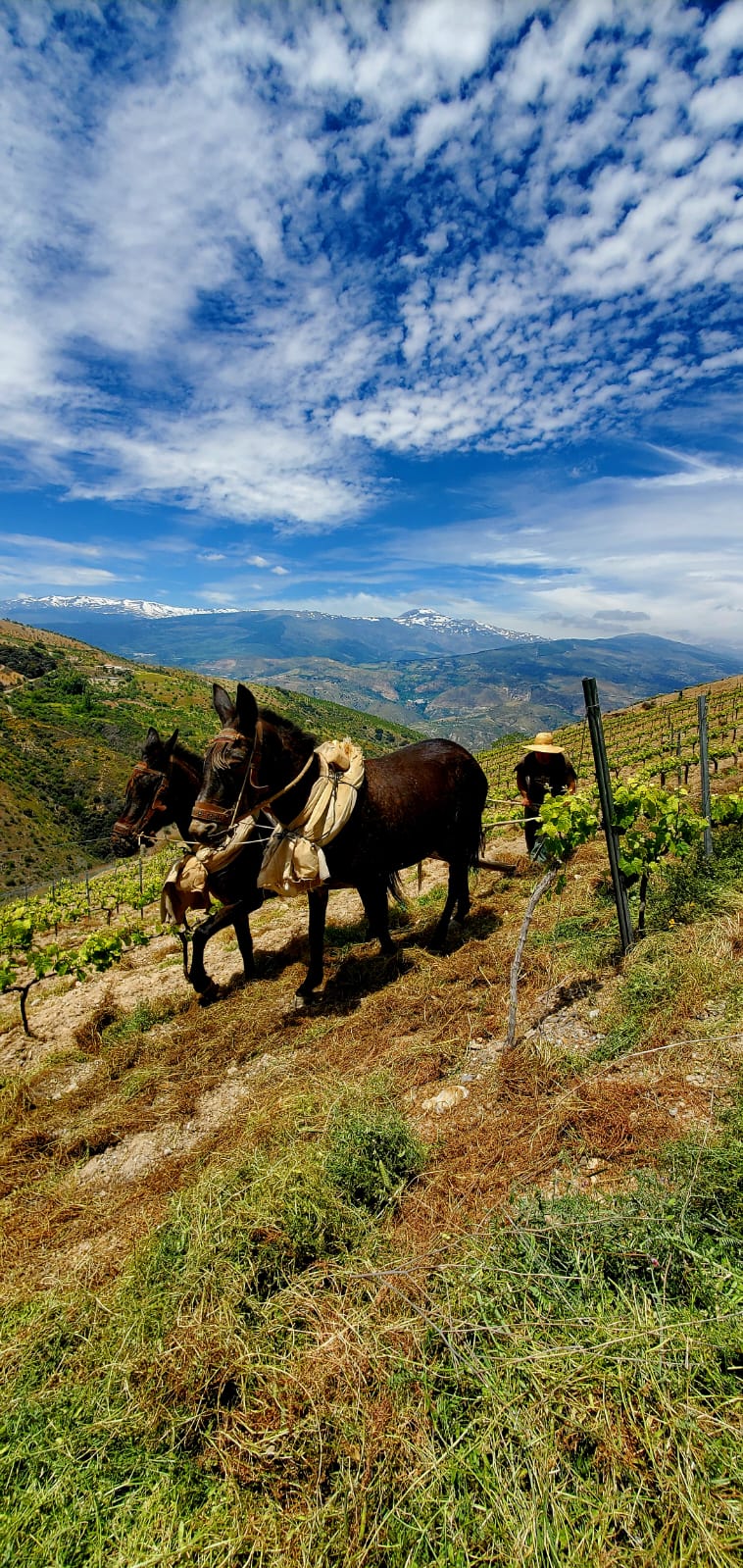 Meet Garcia de Verdevique - AL SUR DE GRANADA