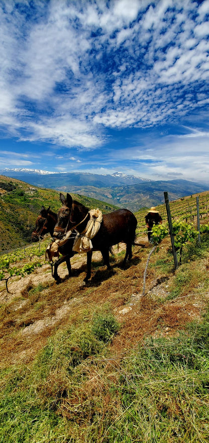 Meet Garcia de Verdevique - AL SUR DE GRANADA