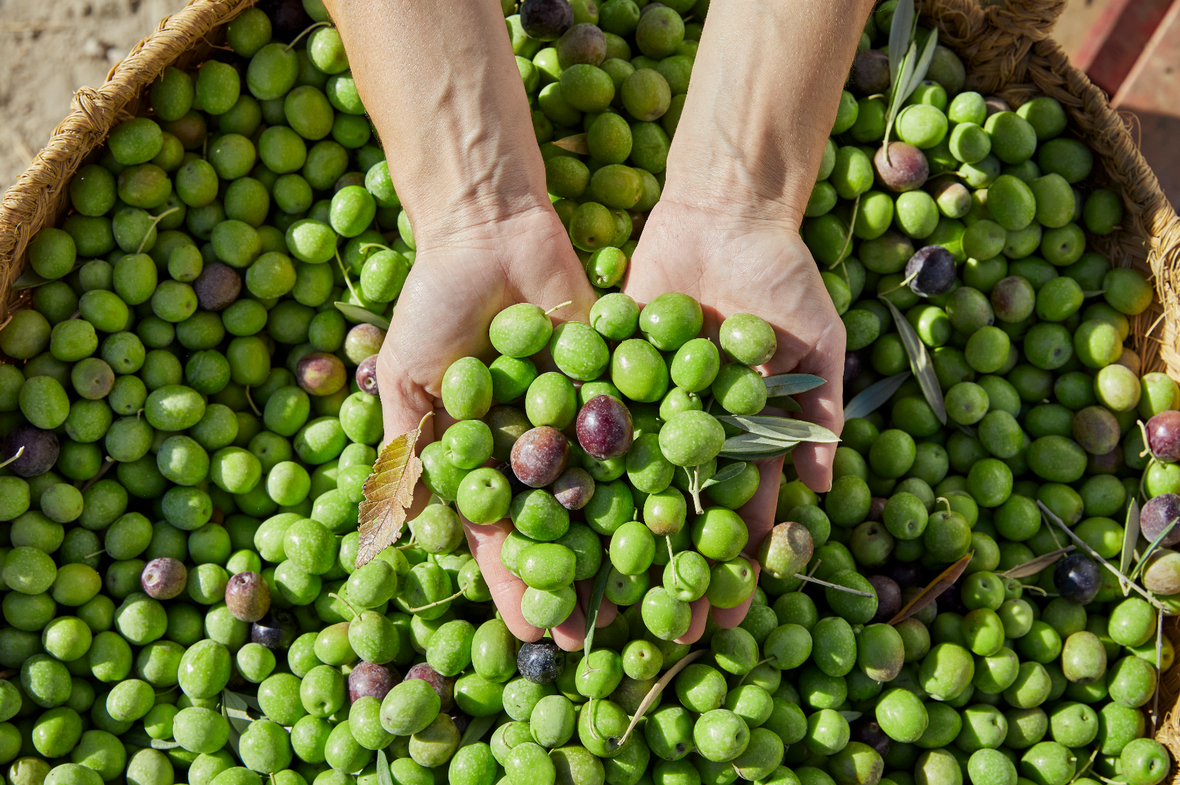 CATA DE AOVES DE ANDALUCÍA - TARJETA REGALO - AL SUR DE GRANADA