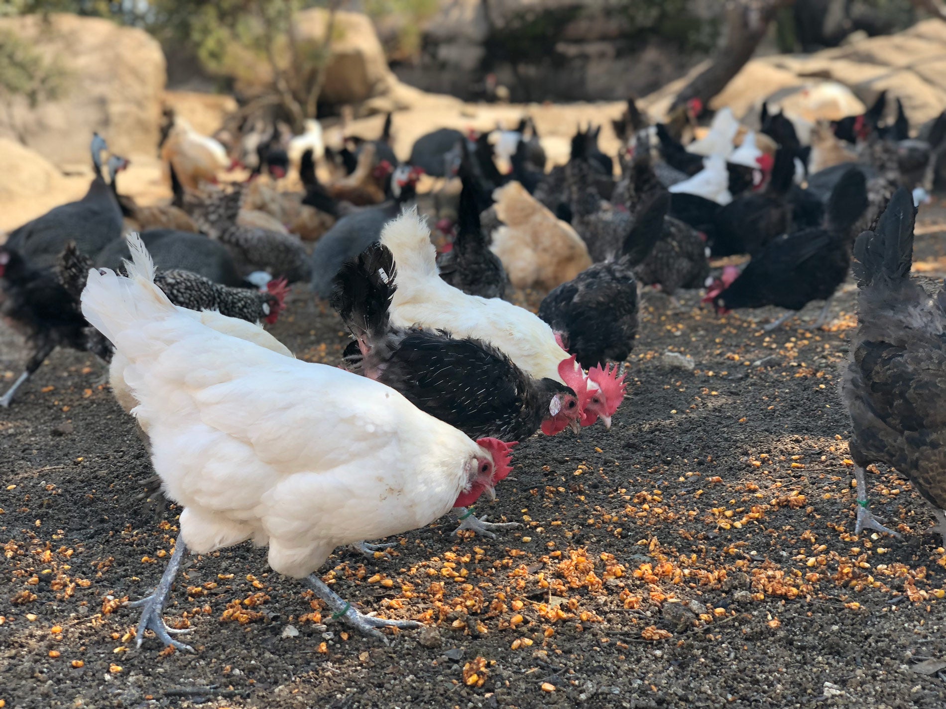 Gallinas cobardes y gallinas huevos eco